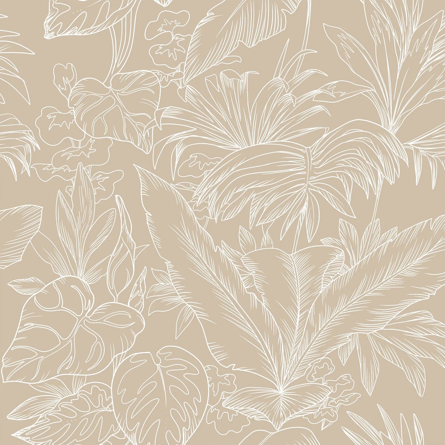 Areca