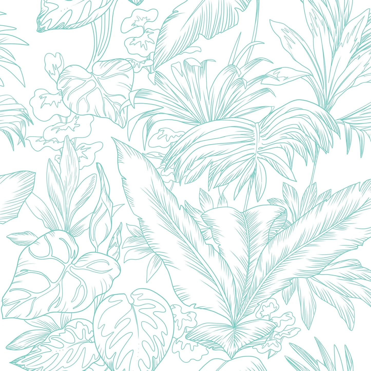 Areca