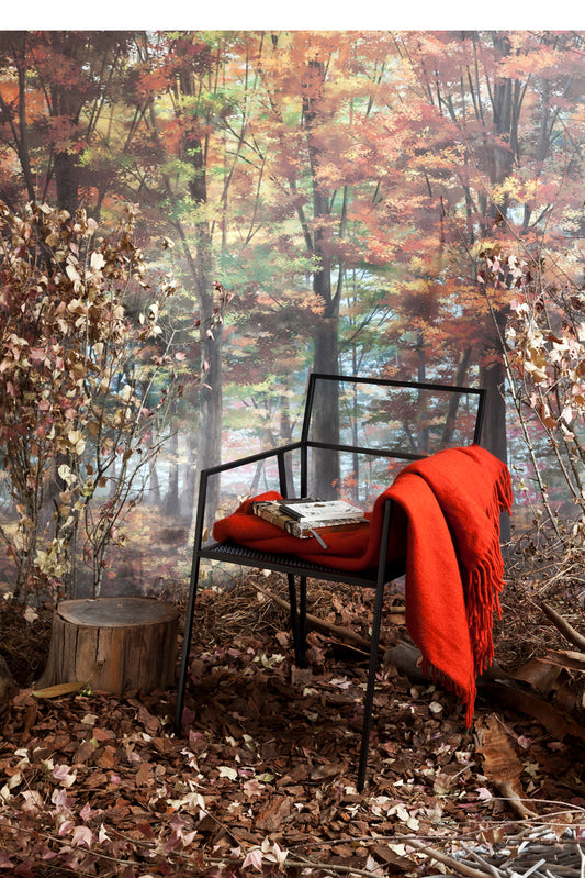 Autumn Forest